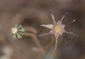 Prickly goldenfleece wild flower Royalty Free Stock Photo