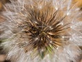 Prickly goldenfleece wild flower Royalty Free Stock Photo