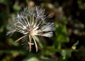 Prickly goldenfleece wild flower Royalty Free Stock Photo