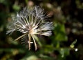 Prickly goldenfleece wild flower Royalty Free Stock Photo