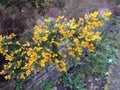 Prickly Gorse, Ulex europaeus, during flowering Royalty Free Stock Photo