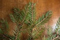 Prickly green branches of spruce on wood