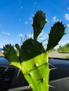 Prickly green cactus against the blue sky