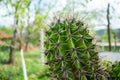 Prickly, green cactus on a background of nature