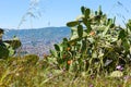 Prickly green cactus grows on lush meadow grass on sunny day