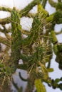 Prickly Green Needle Cactus on white background