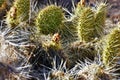 Prickly Green desert Cactus sunny day