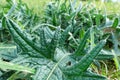 Prickly green field plant. Young leaves of a tartar. Tatarnik is a spiny weed