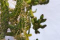 Prickly Green Needle Cactus on white background