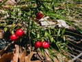 A prickly green plant of a butcher`s broom lat. Ruscus aculeatus with red fruits.