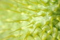 Wild Cucumber Echinocystis