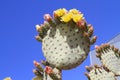 Arizona: Front Yard Prickly Pear Cactus > Prickly Hair? Royalty Free Stock Photo