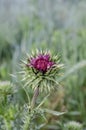 Prickly half-closed thistle bud in the morning sun. Carduus Royalty Free Stock Photo