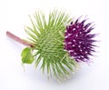 Prickly head of burdock flower on a white. Royalty Free Stock Photo