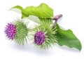 Prickly heads of burdock flowers on a white background