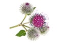 Prickly heads of burdock flowers on a white background Royalty Free Stock Photo