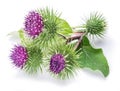 Prickly heads of burdock flowers on a white. Royalty Free Stock Photo