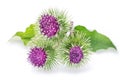 Prickly heads of burdock flowers. Royalty Free Stock Photo