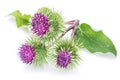 Prickly heads of burdock flowers. Royalty Free Stock Photo