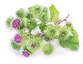 Prickly heads of burdock flowers. Royalty Free Stock Photo
