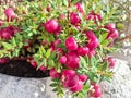 Prickly Heath plant. Gaultheria mucronata Royalty Free Stock Photo