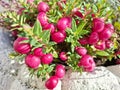 Prickly Heath plant. Gaultheria mucronata Royalty Free Stock Photo