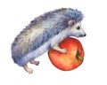 Prickly hedgehog holds red apple in paws.