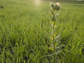 Prickly henbane