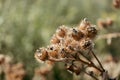 The prickly Herb Burdock plant or Arctium plant from the Asteraceae family. Dry brown Arctium minus. Dried seed heads in