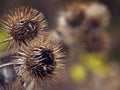 The prickly Herb Burdock plant.