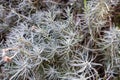 Prickly juniper, Royalty Free Stock Photo