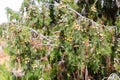 Prickly juniper (Juniperus oxycedrus) tree with orange berry-like seed cones Royalty Free Stock Photo