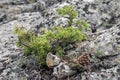 Prickly juniper on the rock. Royalty Free Stock Photo