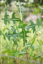 Prickly lettuce, milk thistle, compass plant  Lactuca serriola Royalty Free Stock Photo