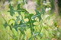 Prickly lettuce, milk thistle, compass plant  Lactuca serriola Royalty Free Stock Photo
