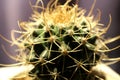 Prickly mammillaria on a lilac background