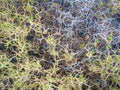 Prickly Mediterranean shrub Spiny  sarcopoterium spinosum Royalty Free Stock Photo