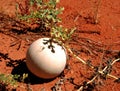 Prickly paddy melon