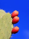 Prickly pear cactus and fruit, clear blue sky. Royalty Free Stock Photo