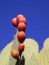 Prickly pear cactus and fruit, clear blue sky. Royalty Free Stock Photo