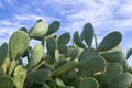 Prickly pear on the edge of the field Royalty Free Stock Photo