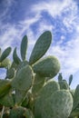 Prickly pear against the blue sky Royalty Free Stock Photo