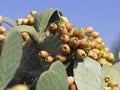 PRICKLY PEAR Royalty Free Stock Photo