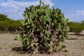 prickly pear tree or nopal tree