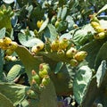 Prickly Pear - Babutsa Royalty Free Stock Photo