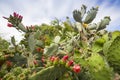 Prickly Pear in Bloom Royalty Free Stock Photo