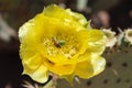 Prickly Pear Bloom with Honey Bee
