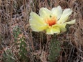 Prickly Pear in Bloom - Opuntia columbiana Royalty Free Stock Photo