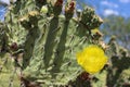 Yellow Prickly Pear Bloom on cactus Royalty Free Stock Photo