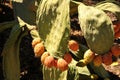 Prickly pear Cactus Royalty Free Stock Photo